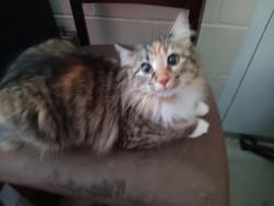 Lost Female Cat last seen Gevers and Hicks, San Antonio, TX 78210