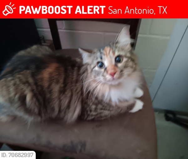 Lost Female Cat last seen Gevers and Hicks, San Antonio, TX 78210