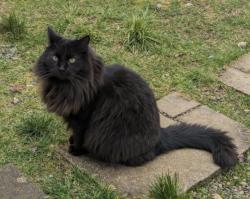 Lost Male Cat last seen Bonito Ave & Alabama  Imperial Beach, Imperial Beach, CA 91932
