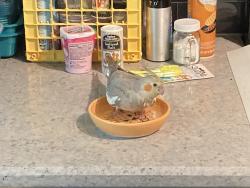 Lost Female Bird last seen Capital Drive and Pilgrim, Brookfield, WI 53005