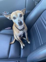 Reunited Male Dog last seen Southwest Miami Senior Highschool, Miami, FL 33165