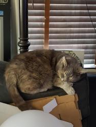 Lost Female Cat last seen S 15th & Oakes Street , Tacoma, WA 98405