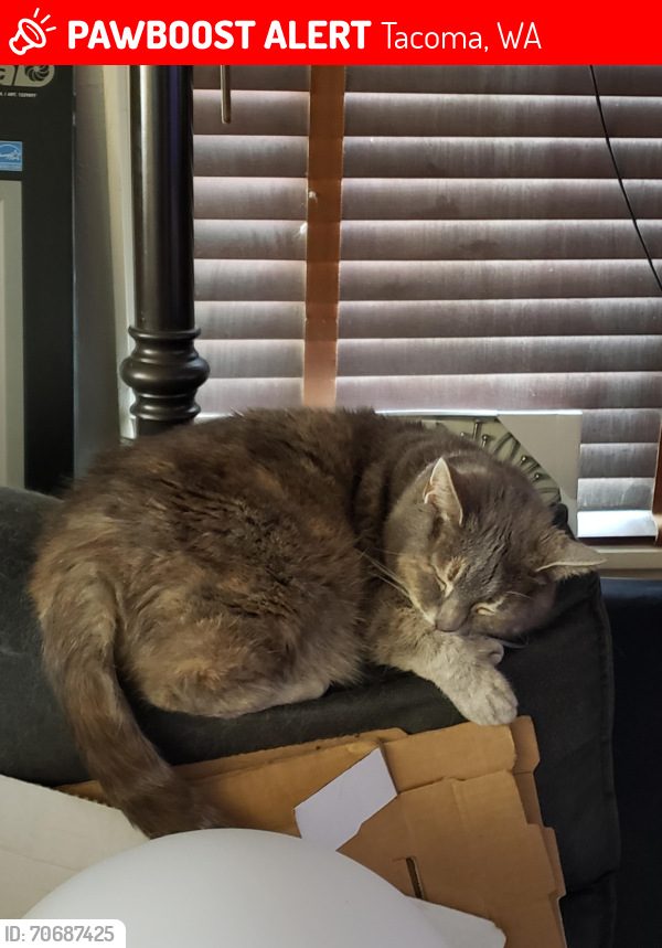 Lost Female Cat last seen S 15th & Oakes Street , Tacoma, WA 98405