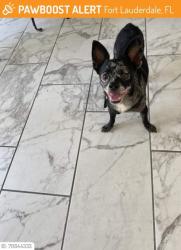 Lost Male Dog last seen NE 16th St & N Federal Highway, Fort Lauderdale, FL 33305