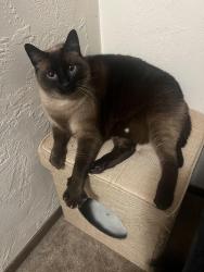 Lost Male Cat last seen Crest and Willamette, Eugene, OR 97405