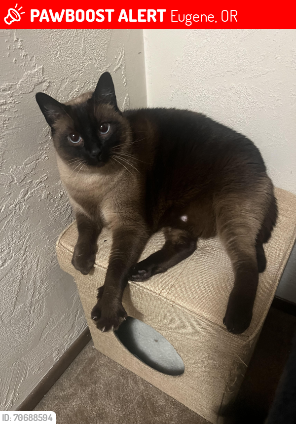 Lost Male Cat last seen Crest and Willamette, Eugene, OR 97405