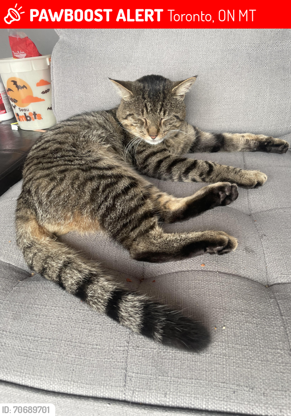 Lost Male Cat last seen Kimbermount Dr. & Harfleur Rd., Toronto, ON M1T 2X9
