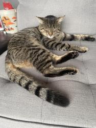 Lost Male Cat last seen Kimbermount Dr. & Harfleur Rd., Toronto, ON M1T 2X9