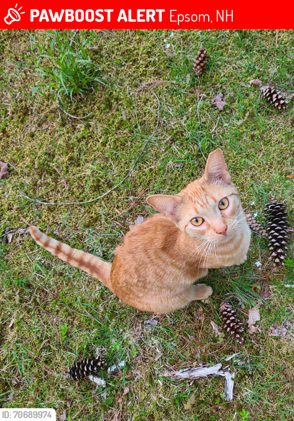 Lost Male Cat last seen Near Black Hall Rd, Epsom, NH 03234, Epsom, NH 03234