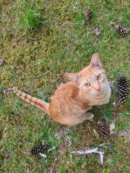 Lost Male Cat last seen Near Black Hall Rd, Epsom, NH 03234, Epsom, NH 03234