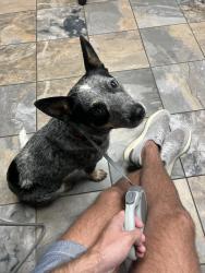 Reunited Female Dog last seen Near NE 15th St, Oklahoma City, OK 73104, USA, Oklahoma City, OK 73104