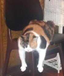 Lost Female Cat last seen Between Oak Grove & Meadowview on Portland St, Springfield, MO 65804