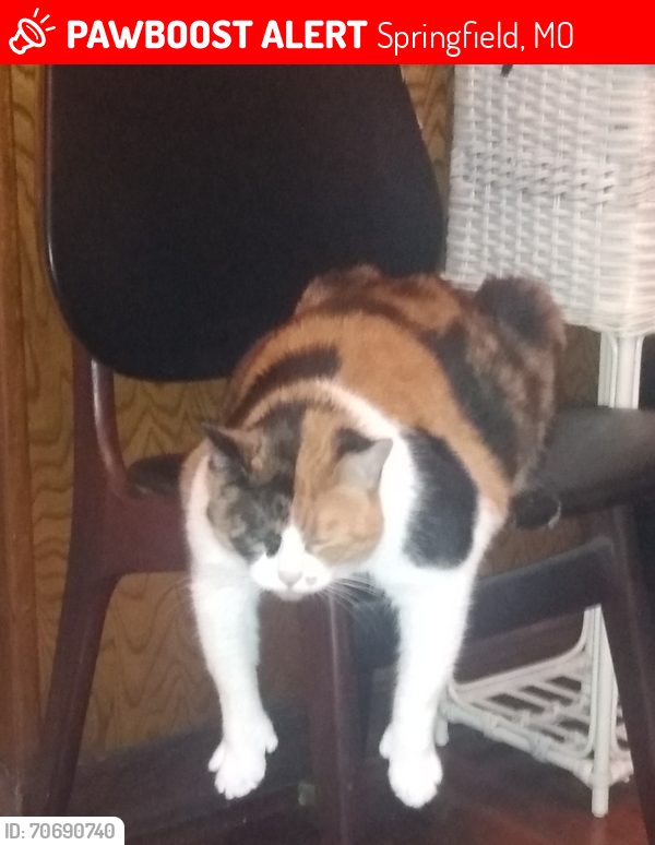 Lost Female Cat last seen Between Oak Grove & Meadowview on Portland St, Springfield, MO 65804