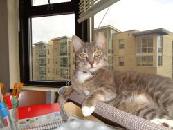 Reunited Female Cat last seen E 21st and 23rd Ave, Oakland, CA 94601