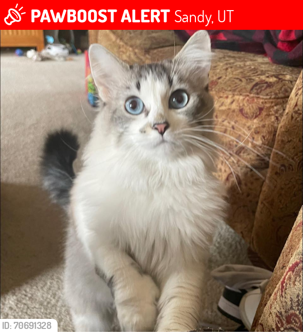 Lost Female Cat last seen 110th and State Street, Sandy, UT 84070