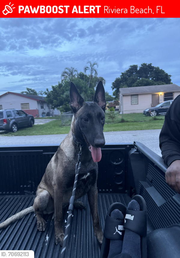 Lost Female Dog last seen Avenue O/ Avenue R, Riviera Beach, FL 33404
