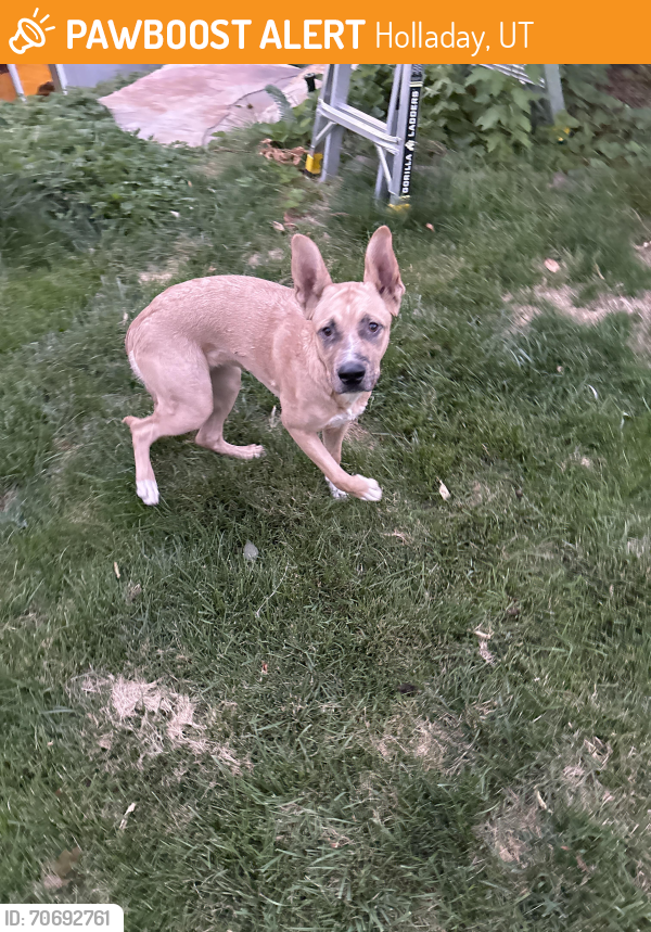 Found/Stray Female Dog last seen Near S Wander ln, Holladay, UT 84117