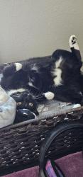 Lost Male Cat last seen Near Northwest landing trail in dupont, DuPont, WA 98327