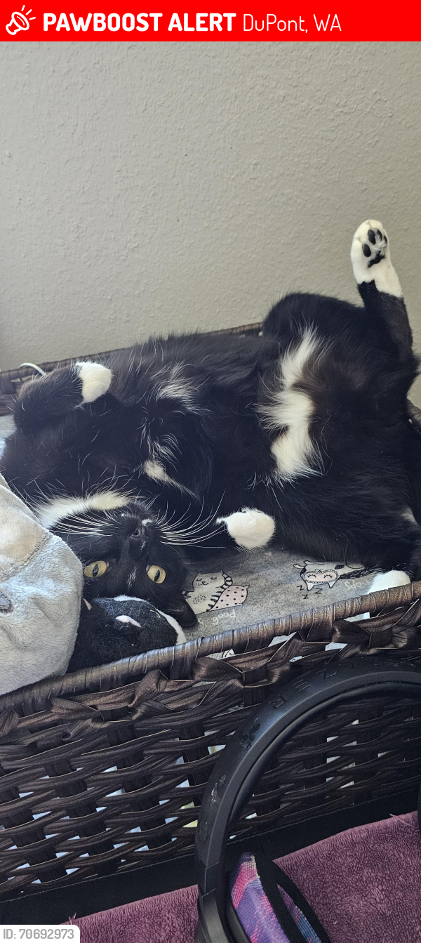 Lost Male Cat last seen Near Northwest landing trail in dupont, DuPont, WA 98327