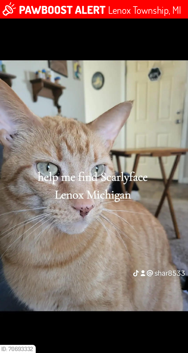 Lost Male Cat last seen Near & S. Forest Ave. area 1 block W of Gratiot, Lenox Township, MI 48050