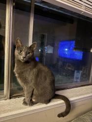 Lost Female Cat last seen Parker road and New Florissant , Florissant, MO 63033