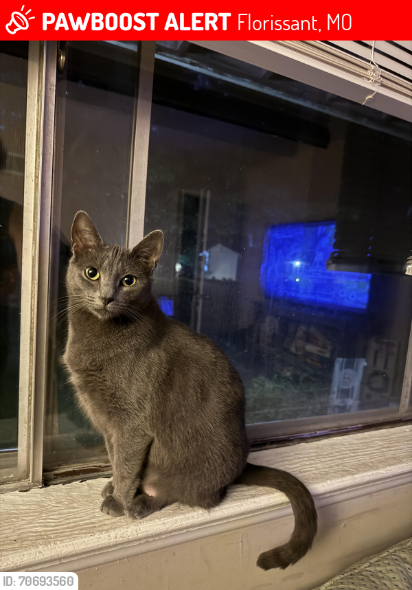 Lost Female Cat last seen Parker road and New Florissant , Florissant, MO 63033