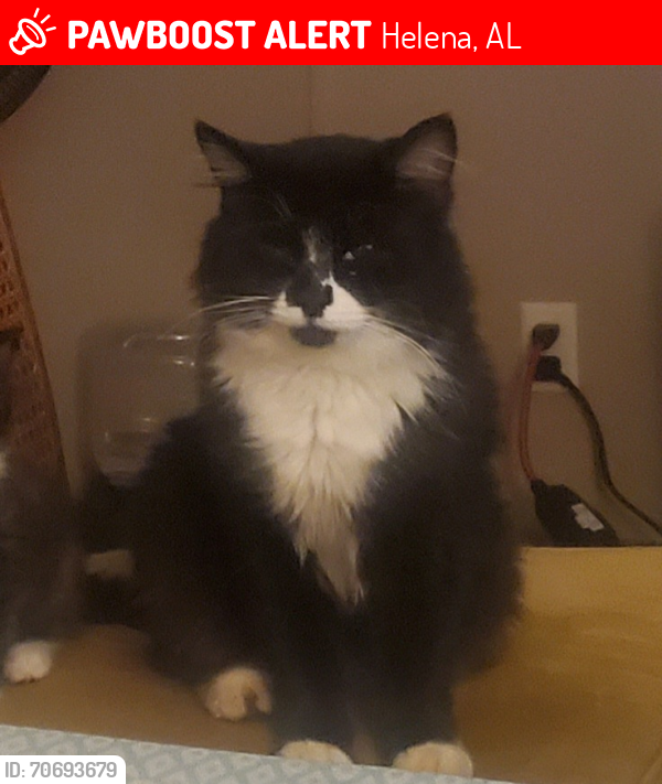 Lost Male Cat last seen Near Red Oak Circle, Helena, AL 35080