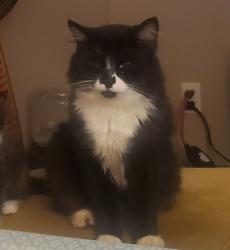 Lost Male Cat last seen Near Red Oak Circle, Helena, AL 35080