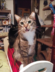 Lost Male Cat last seen Hwy78 at Lee byrd, Loganville, GA 30052