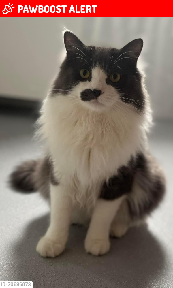 Lost Male Cat last seen Elizabeth Gardens , Highland Council, Scotland IV25