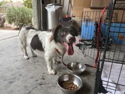 Reunited Unknown Dog last seen S 15th Ave & W Southern Ave, Phoenix, AZ 85041, USA, Phoenix, AZ 85041