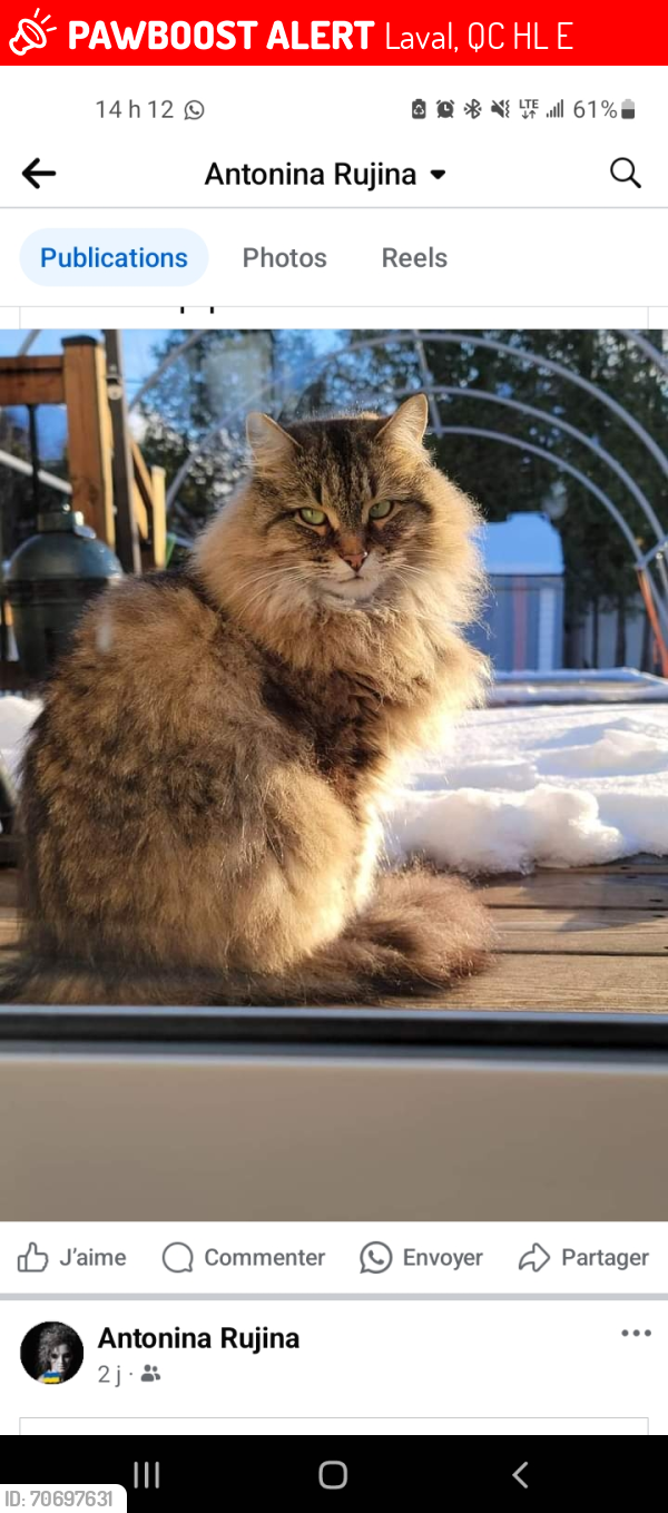 Lost Male Cat last seen Venise and Lemay , Laval, QC H7L 2E5