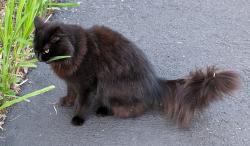 Lost Female Cat last seen Cannon Dr & Lawlor Terr, Stratford CT, Stratford, CT 06614