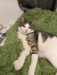 Lost Male Cat last seen Bruce St, Thornton Co, Thornton, CO 80260