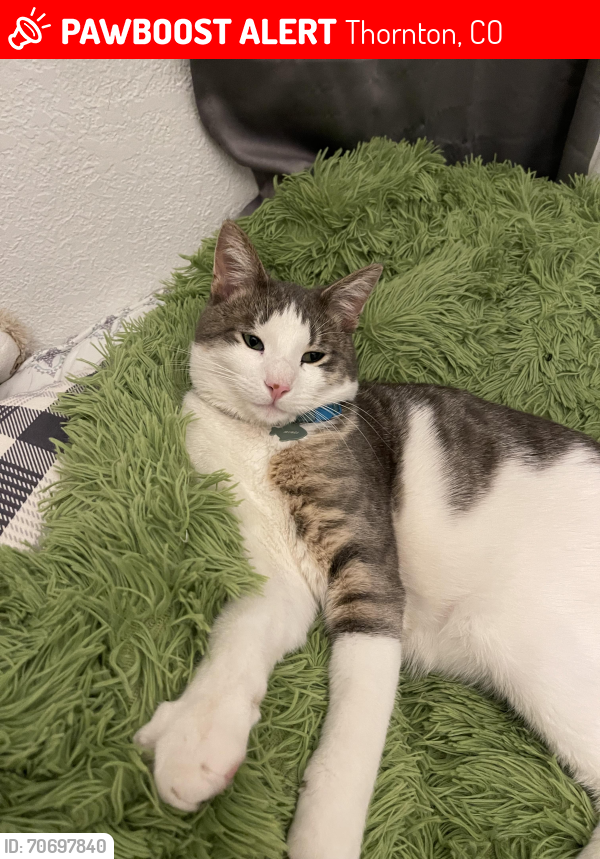 Lost Male Cat last seen Bruce St, Thornton Co, Thornton, CO 80260