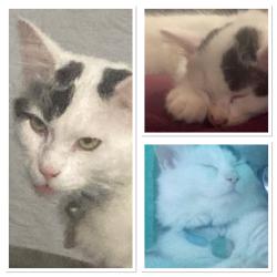 Lost Male Cat last seen Coventry , West Midlands, England CV2