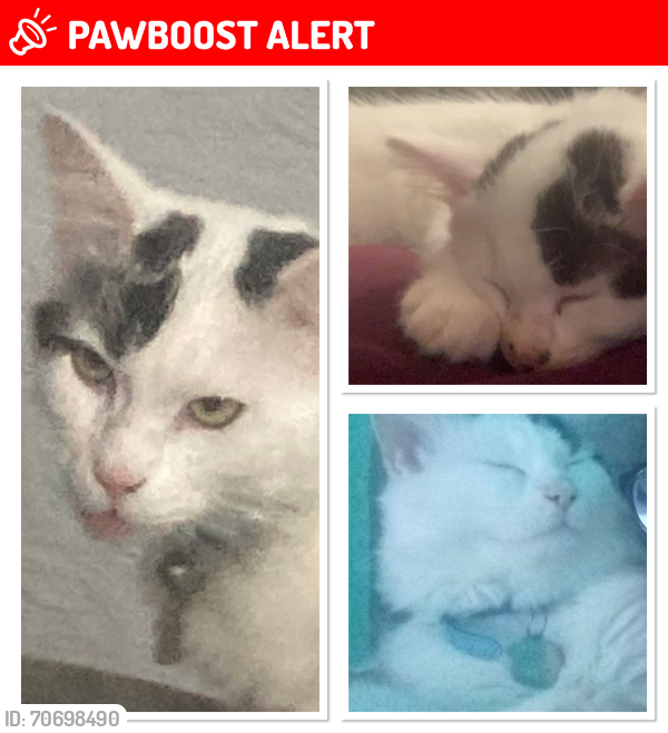 Lost Male Cat last seen Coventry, West Midlands, England CV2