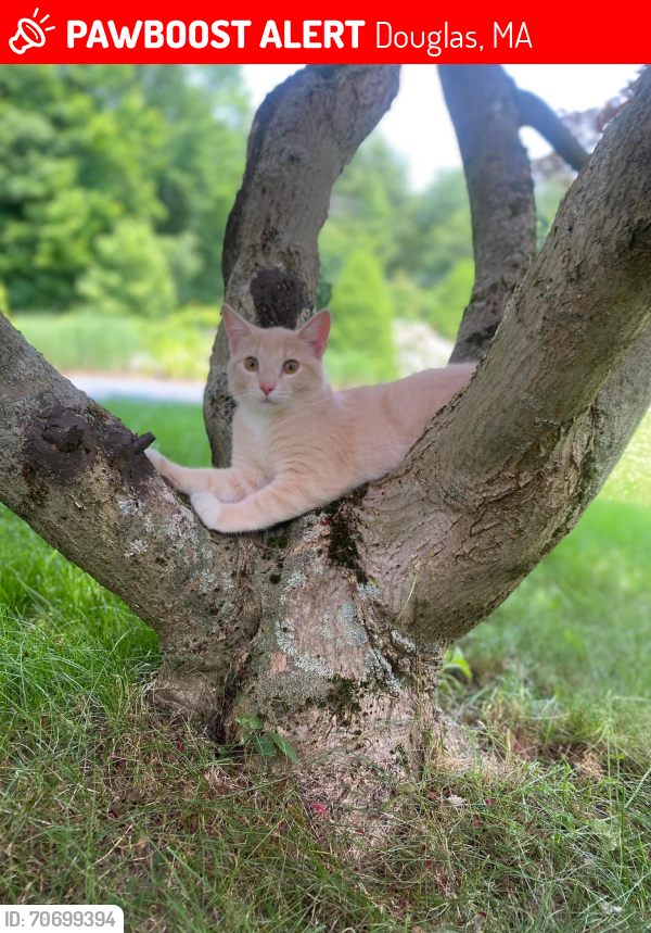 Lost Male Cat last seen Douglas ma, Douglas, MA 01516
