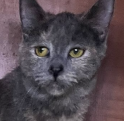 Reunited Female Cat last seen Deane Avenue and 57th Street, View Park-Windsor Hills, CA 90043