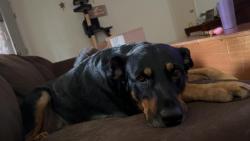 Reunited Female Dog last seen Near the Y on Taylors Rd, Taylors, SC 29687