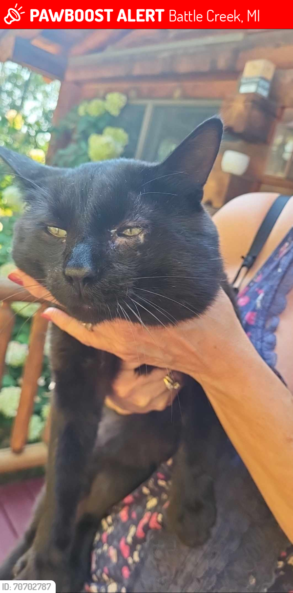 Lost Male Cat last seen w Hamblin Ave, Battle Creek, MI 49037
