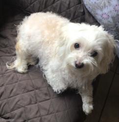 Lost Female Dog last seen Eight street and Pock Ln near apartments, Stockton, CA 95206