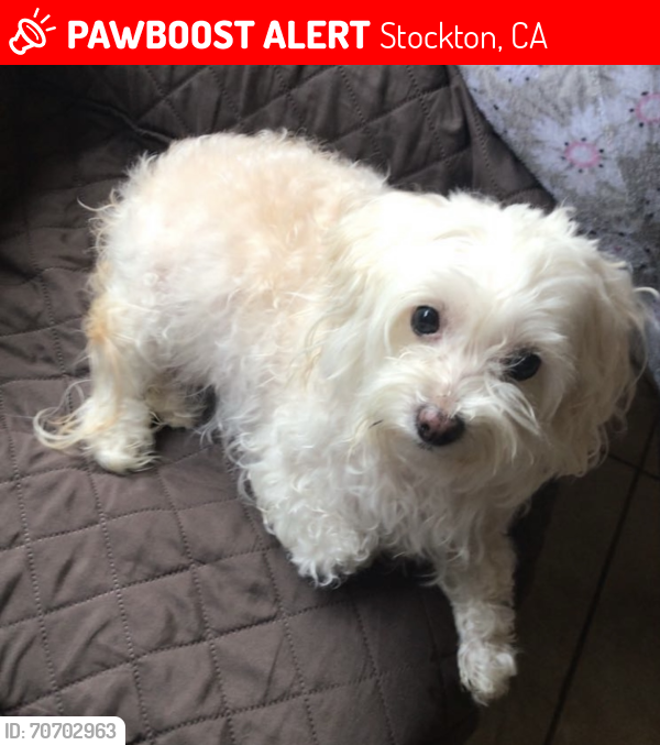 Lost Female Dog last seen Eight street and Pock Ln near apartments, Stockton, CA 95206