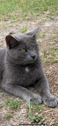 Lost Female Cat last seen Palafox Steet , Pensacola, FL 32503