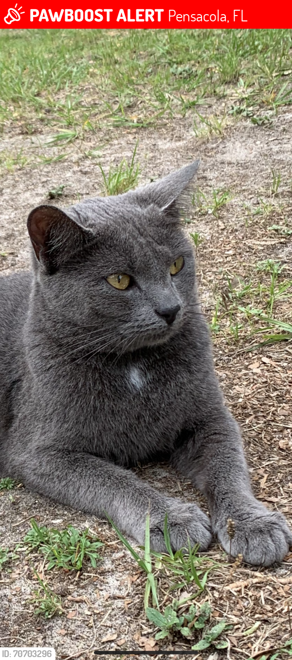 Lost Female Cat last seen Palafox Steet , Pensacola, FL 32503
