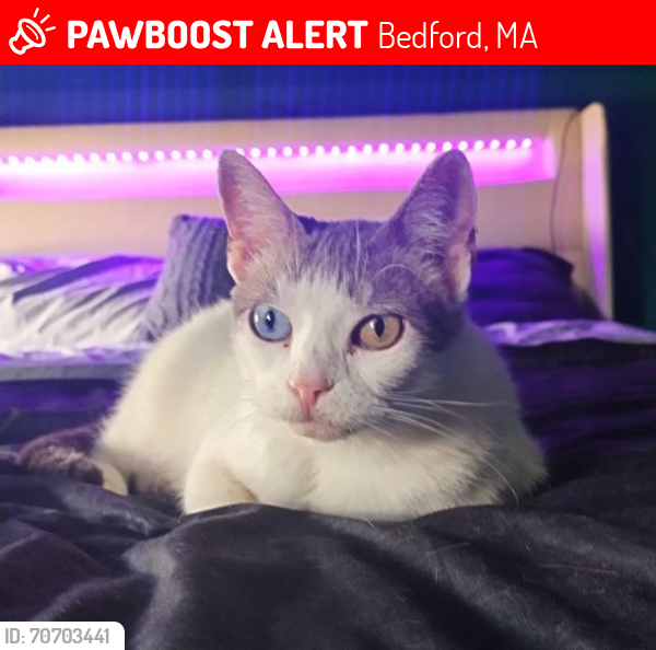 Lost Female Cat last seen Goldman Circle/Robinson Drive, Bedford, MA 01730