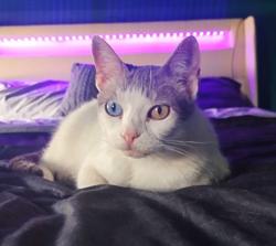 Lost Female Cat last seen Goldman Circle/Robinson Drive, Bedford, MA 01730