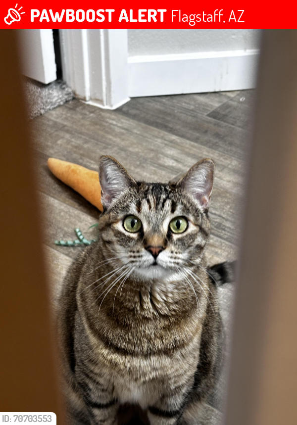 Flagstaff, AZ Lost Female Cat, Kitty Is Missing | PawBoost