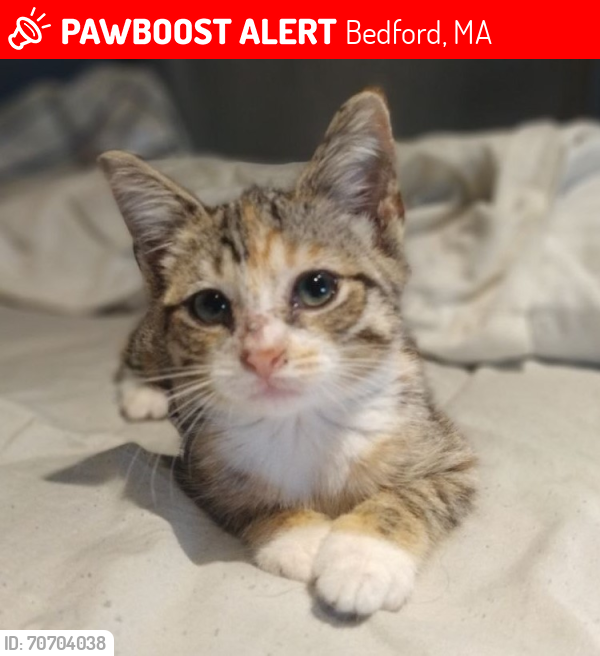Lost Female Cat last seen Goldman Circle/Robinson Drive, Bedford, MA 01730