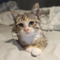 Lost Female Cat last seen Goldman Circle/Robinson Drive, Bedford, MA 01730